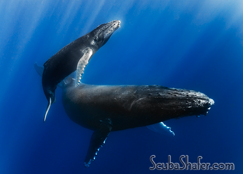 humpback whale socorro
