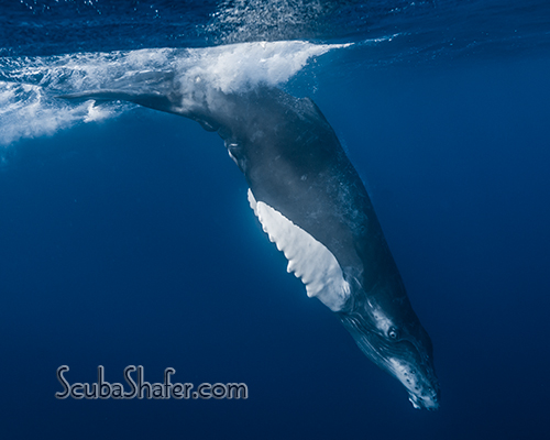 humpback whale socorro