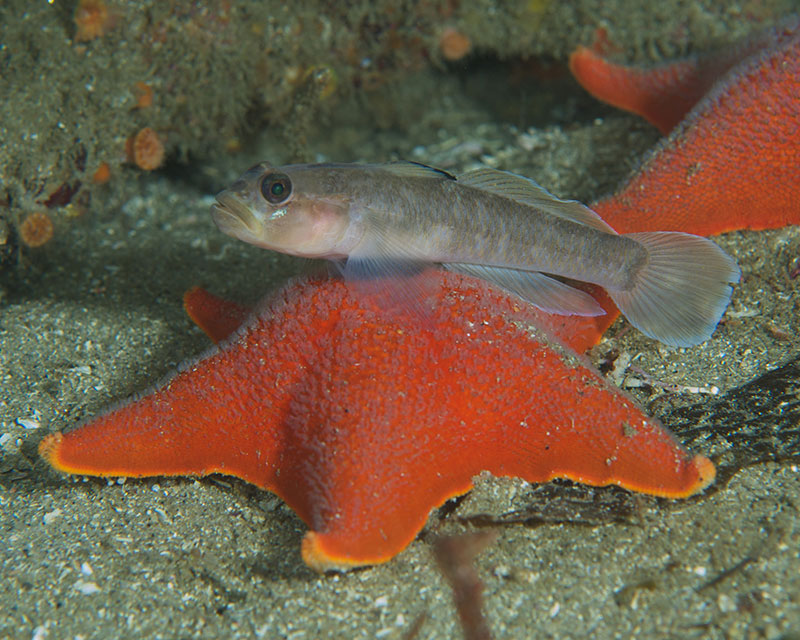 Blackeye Goby on Bat Star