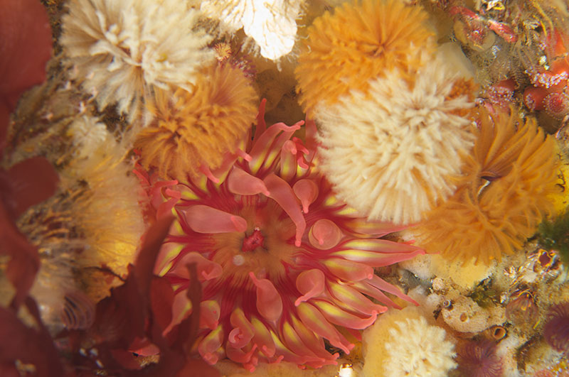 Whitespotted Anemone and Feather Duster Worms