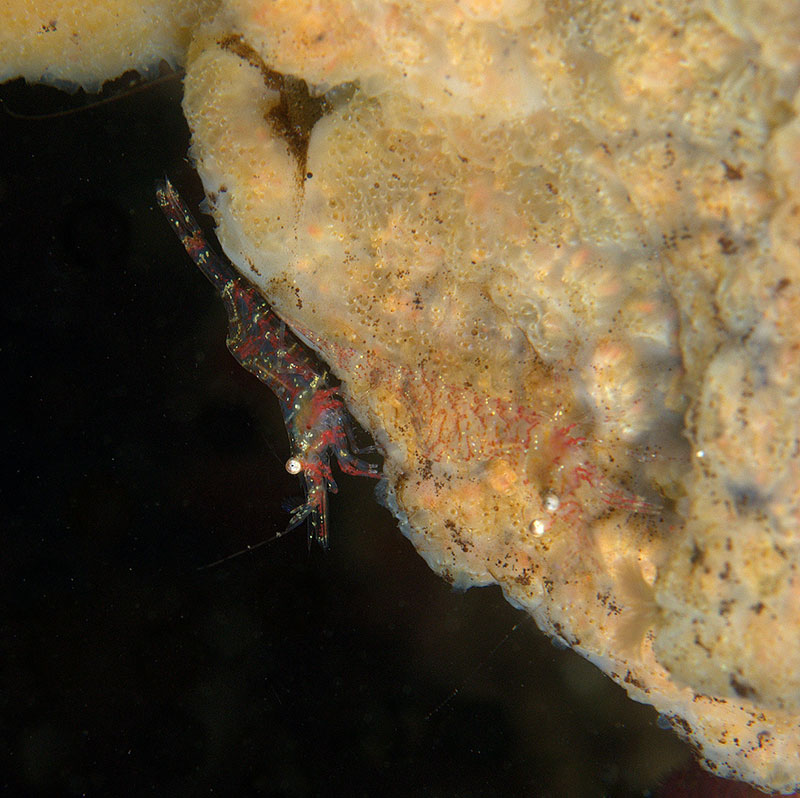 Threespine Shrimp
