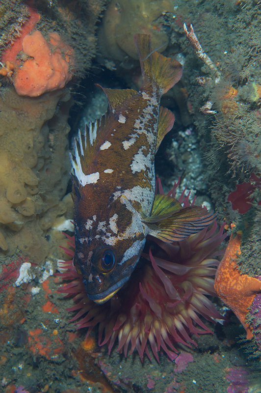 Gopher Rockfish over Whitespotted Anemone