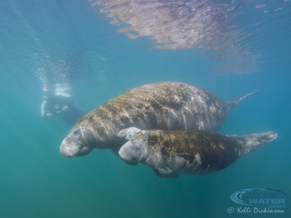 Manatee in Crystal River