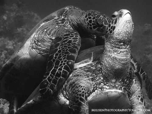 sea turtles mating in hawaii