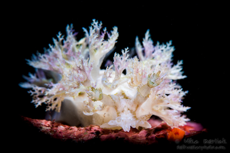 In addition to the abundance of critters in Anilao, we are also known to be the nudibranch capital of the world. We found this stunner while night diving on the CBR house reef. This super white nudi was fringed with purple. Visually, the contrast of colors was very subtle and bringing out the dark colors without overexposing the whites was a challenge. I worked at for a few minutes using my snoot before sharing it with the next guest. Our guide kept us all snapping away on another crazy, Anilao night dive. – Mike Bartick