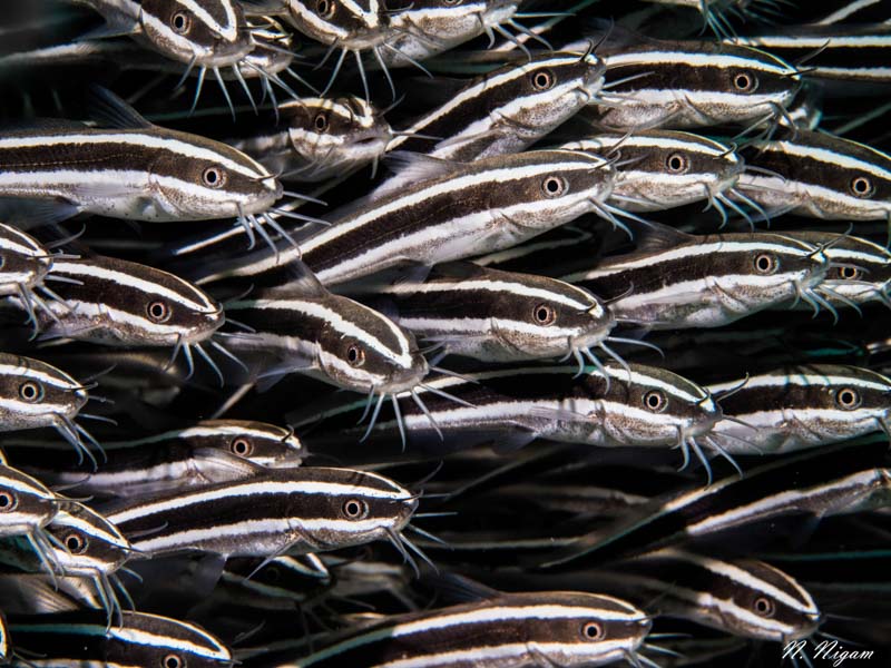 striped eel catfish