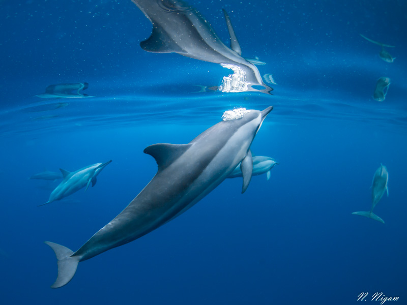 Spinner dolphin exhaling 