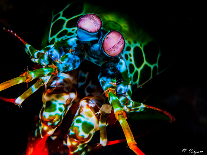 Peacock mantis shrimp in Grand-Baie, Mauritius