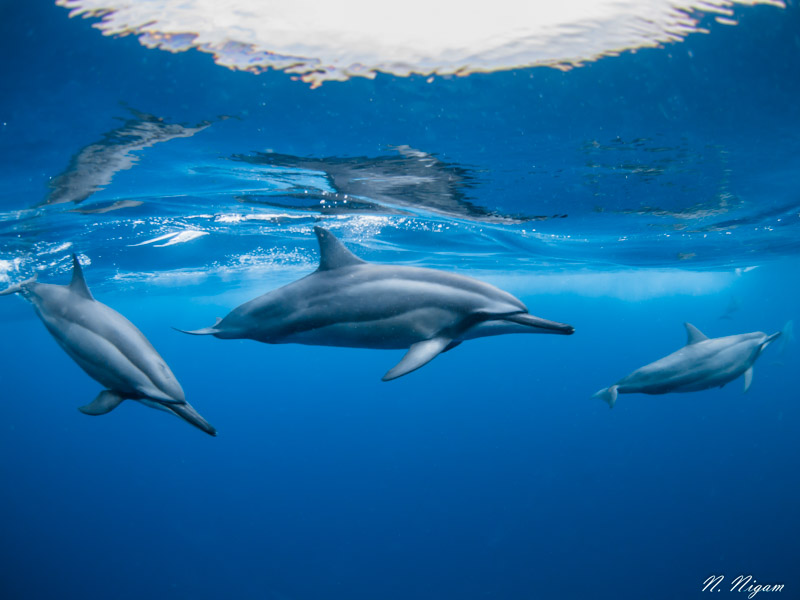 spinner dolphins in Tamarin Bay