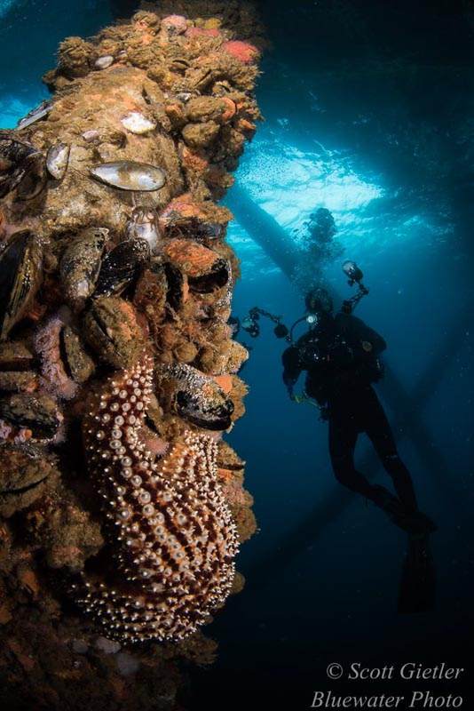 Diving California Oil Rigs - underwater photography