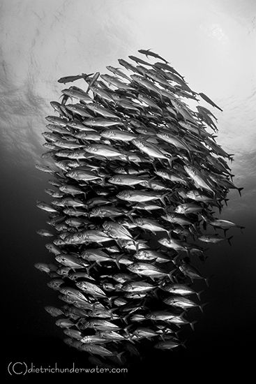 Pelagic Fish School Photography