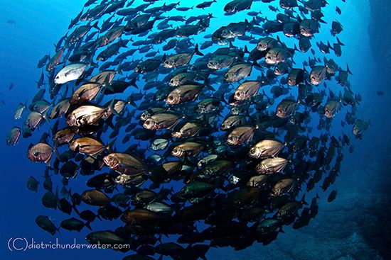 Pelagic Fish Photography - Underwater Photography Guide