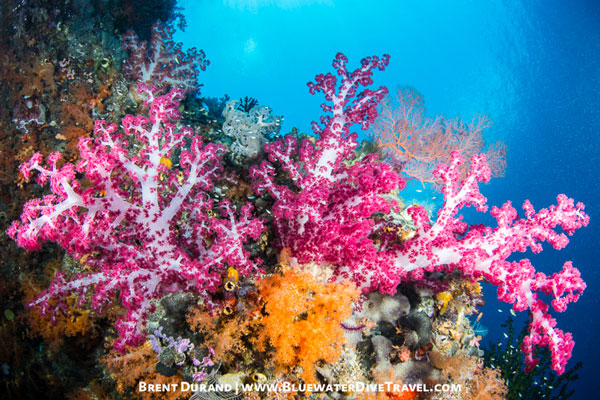 raja ampat soft corals underwater photo