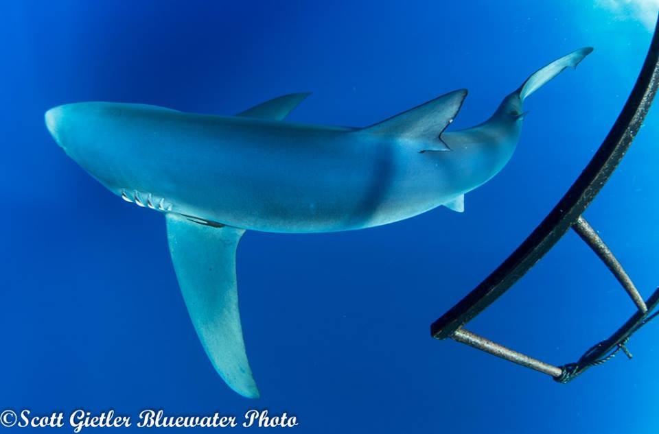 Underwater shark photo with Olympus E-M1