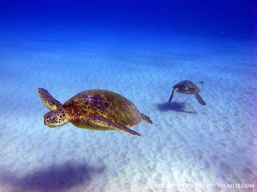 sea turtles in hawaii