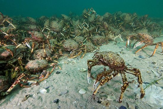 Spider Crabs at Rye Pier in Victoria Australia