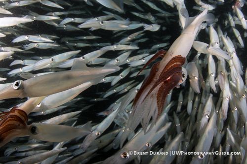 California Market Squid