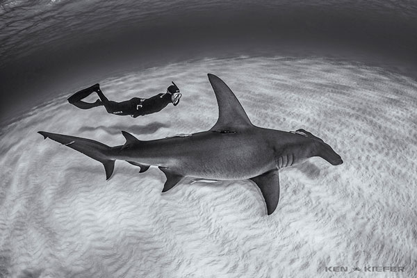 Underwater Photo Composition