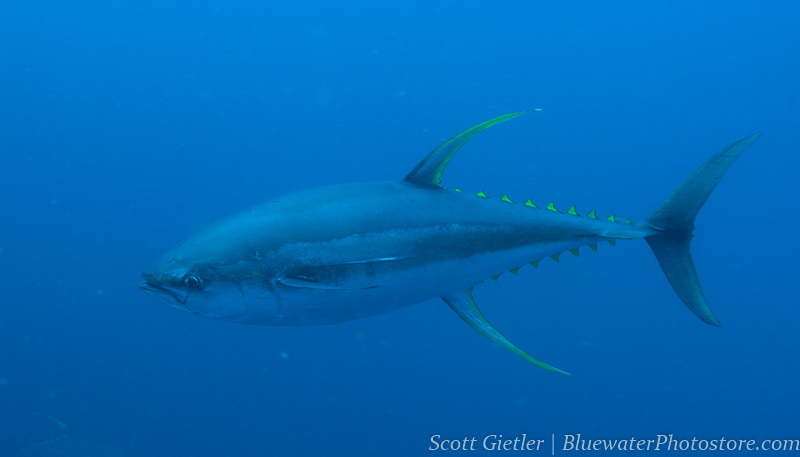 Yellowfin tuna underwater photo