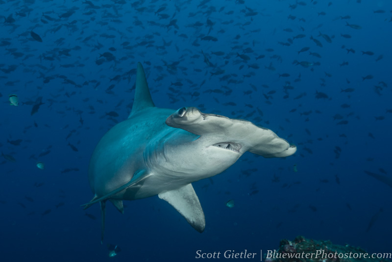 Galapagos hammerhead shark underwater