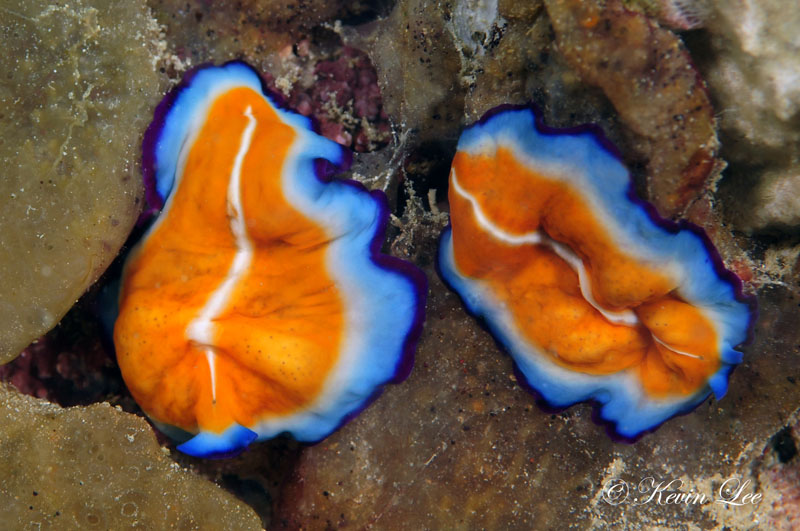 Beautifully colored flatworms