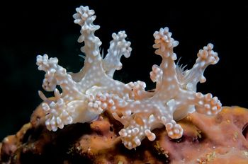 ceratosoma alleni nudibranch underwater critter