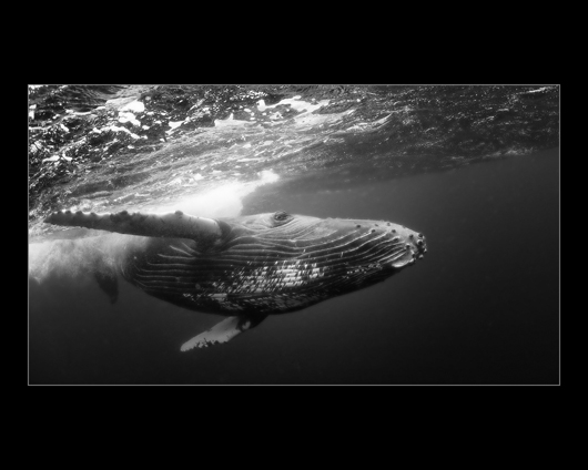 DH humpback whale