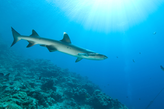 White-tip Reef Shark