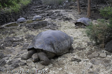 galapagos giant tortoise