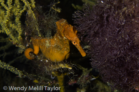 pacific seahorse underwater photo