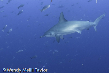 shark underwater in the Galapagos islands