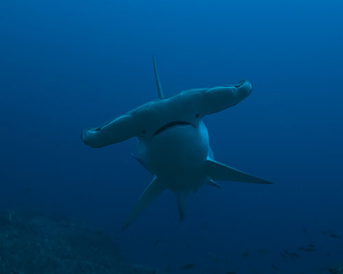 hammerhead sharks in socorro