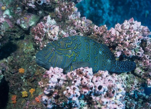 hieroglyphic hawkfish seen while diving the galapagos islands