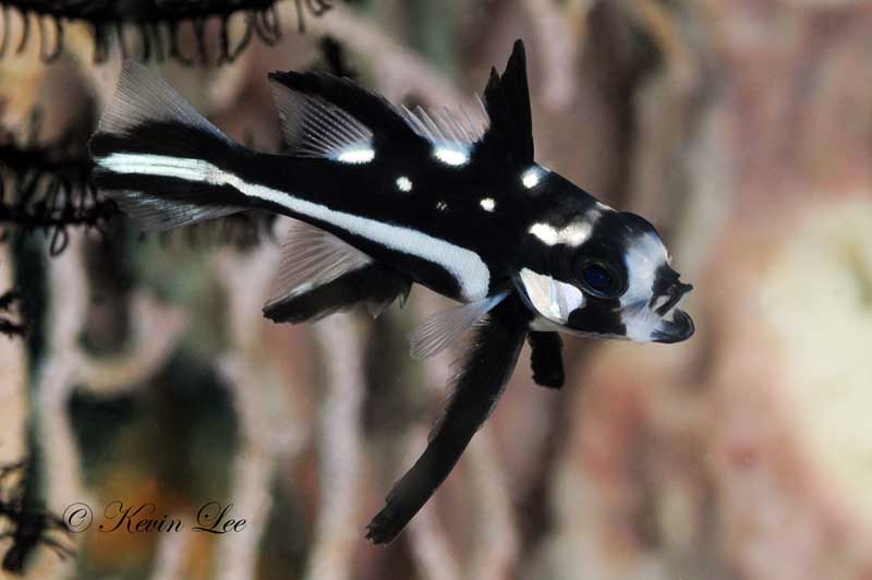 juvenile fish with teleconverter