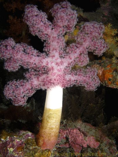 soft coral jeju underwater