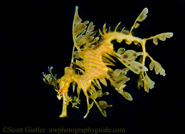 Leafy Sea Dragon - Underwater Photography Guide