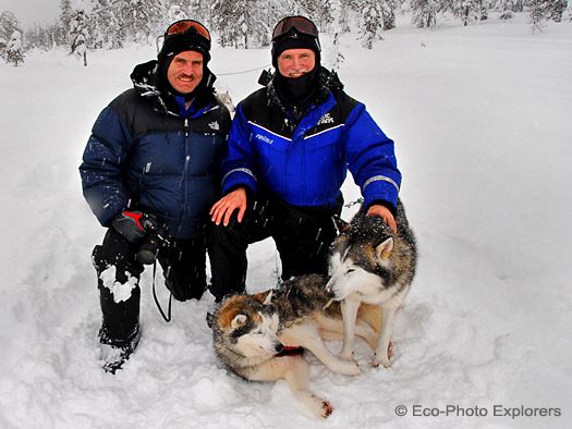 Siberian Huskies