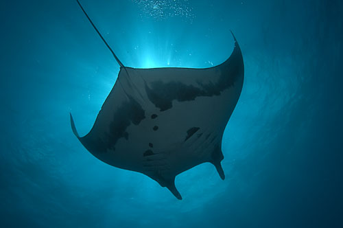 manta ray seen from the solmar V underwater