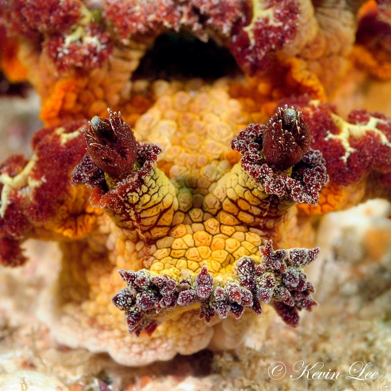 Marionia nudibranch