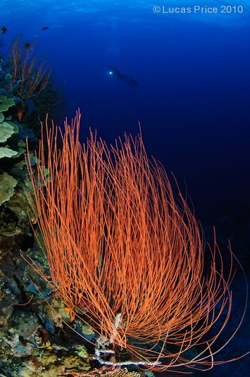 diving susan's reef, kimbe bay, papua new guinea