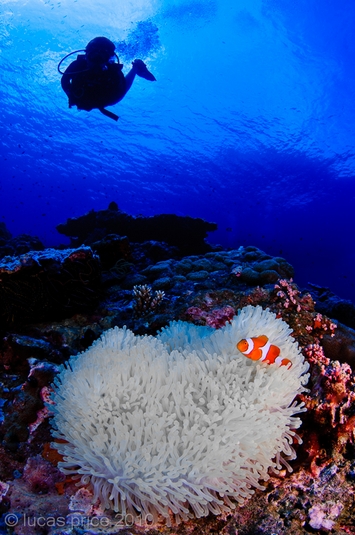 anemone fish underwater photo