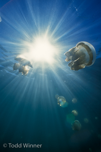Palau underwater photo