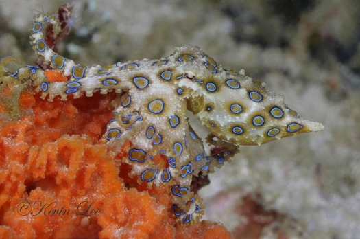 blue-ring octopus in Raja Ampat