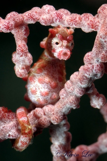 pygmy seahorse, underwater photo with a kenko teleconverter