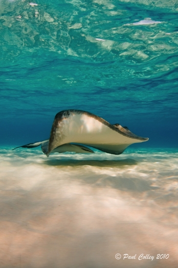 stingray underwater photo in cayman islands