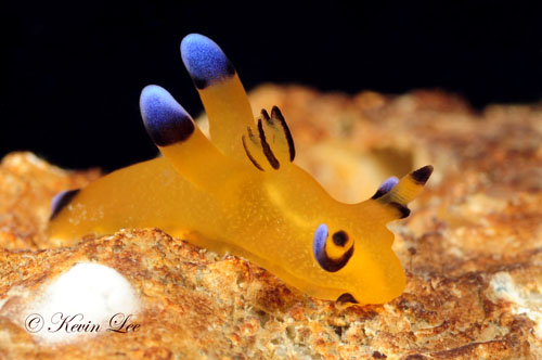 Unique Sea Slug