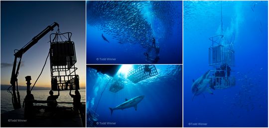laups best of show, todd winner cage diving with sharks underwater photo 