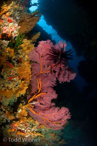 underwater swim-through while diving fiji