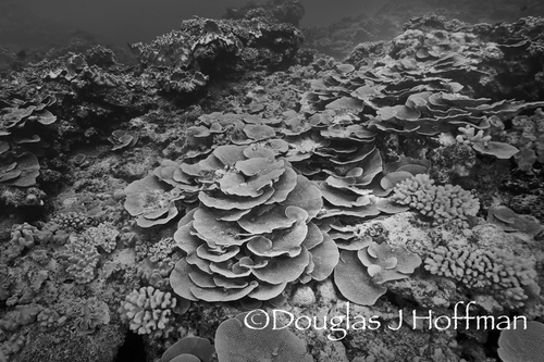 coral garden underwater in tonga