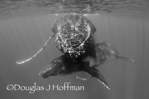 humpback whale photography, tonga